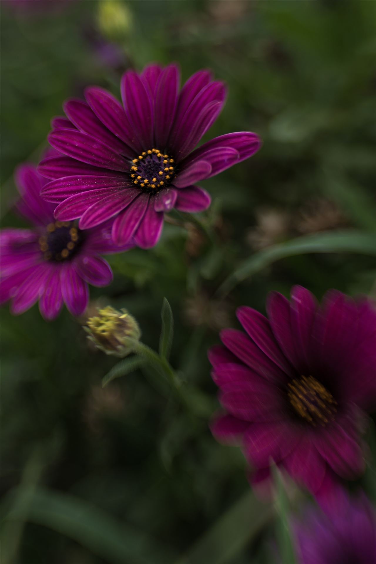 Purple Velvet Daisies.jpg - Velvet soft daisies in a sea of green bokeh by Sarah Williams