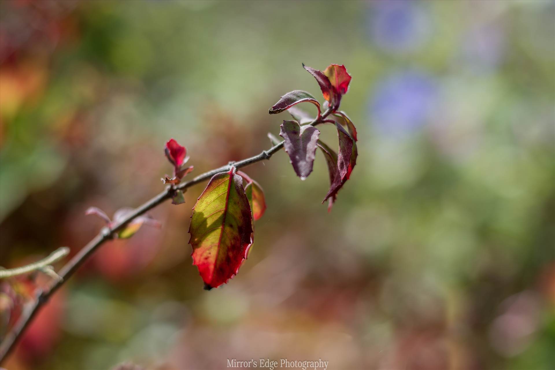 Leaves in the Sun 10272015.jpg - undefined by Sarah Williams