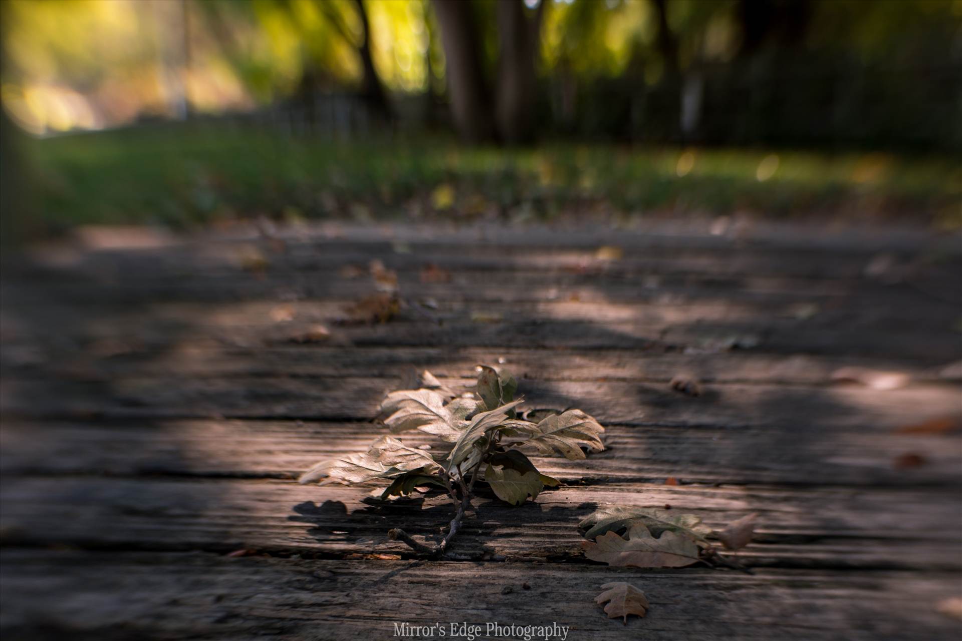 Oak Leaves Fallen 11102015.jpg - undefined by Sarah Williams