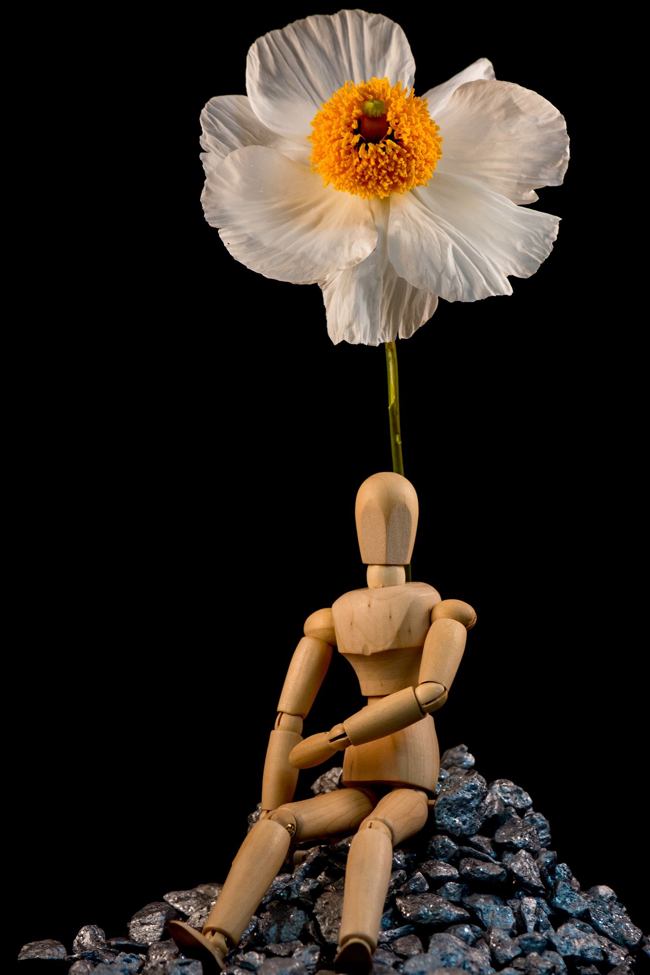 Artificial in Wonderland.jpg - Artie contemplates a life in wonderland where flowers speak by Sarah Williams