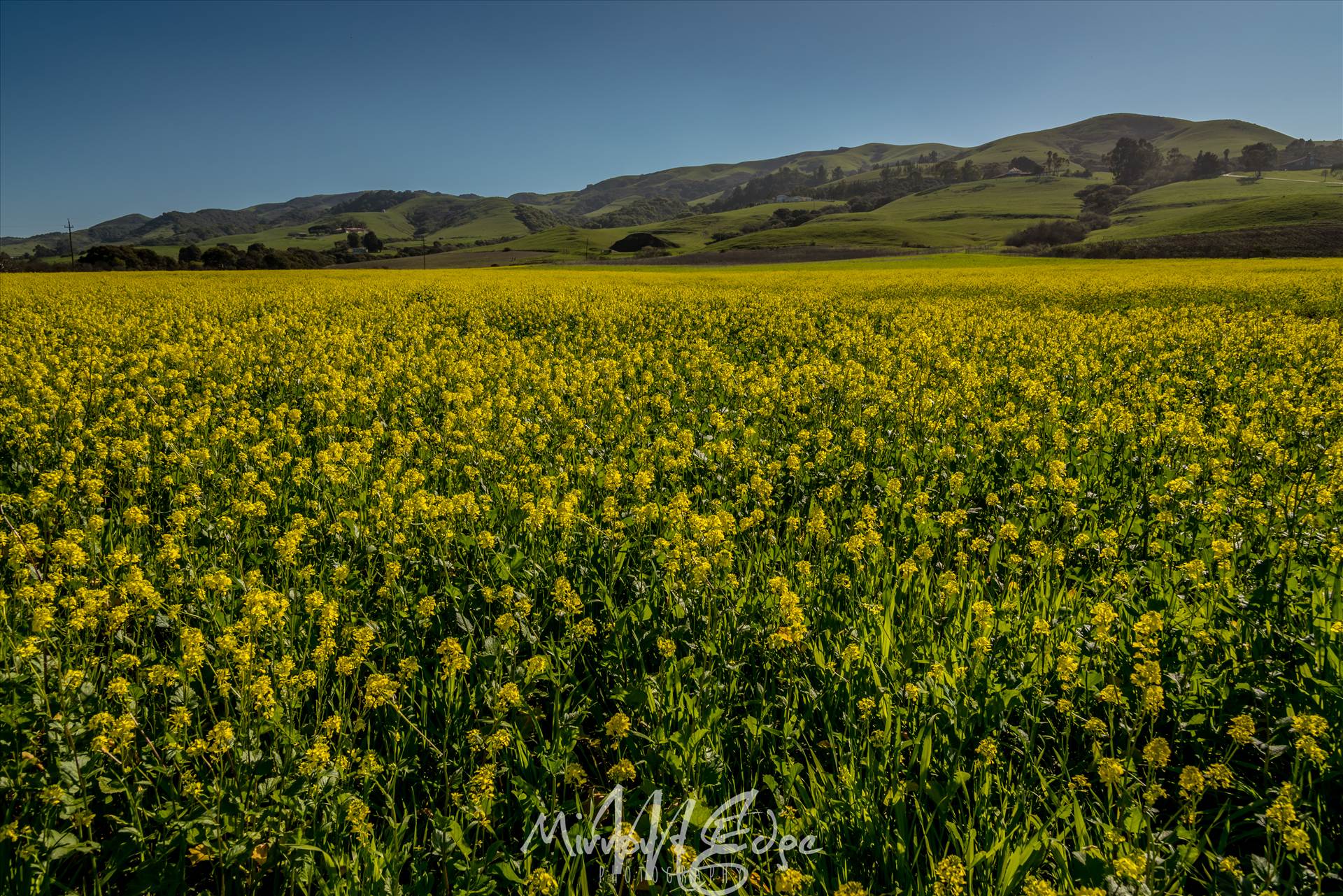 Yellow Fields and Green Hills 02132016.jpg - undefined by Sarah Williams