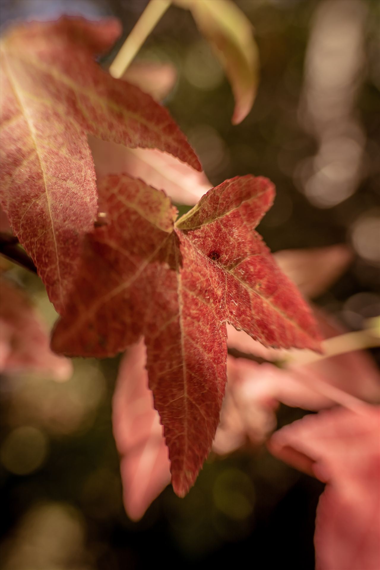 Maybe Maple 092615.jpg - Maple leaf with fall colors during the changing of the seasons on California's Central Coast. by Sarah Williams