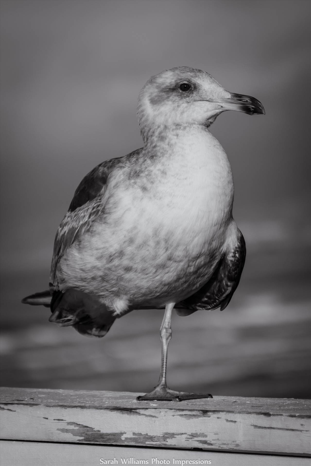 Gull.jpg - undefined by Sarah Williams