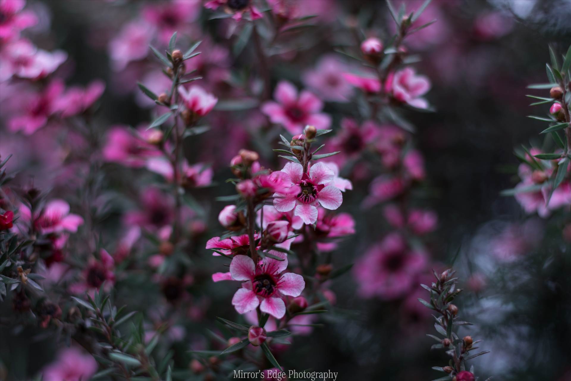 Pink Blossoms 10252015.jpg - undefined by Sarah Williams