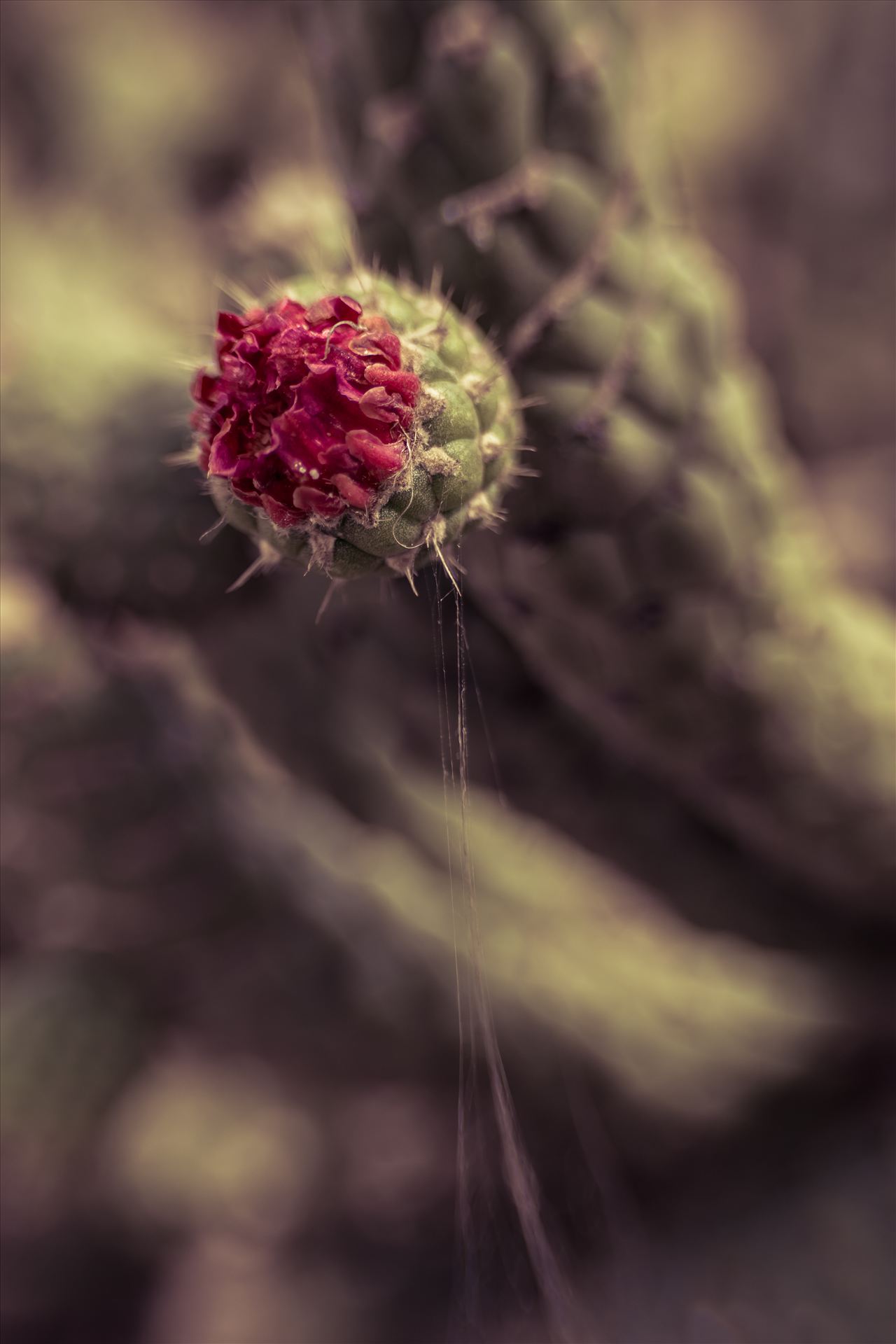 Cactus Flower.jpg - Red bloom on cactus in the sun by Sarah Williams
