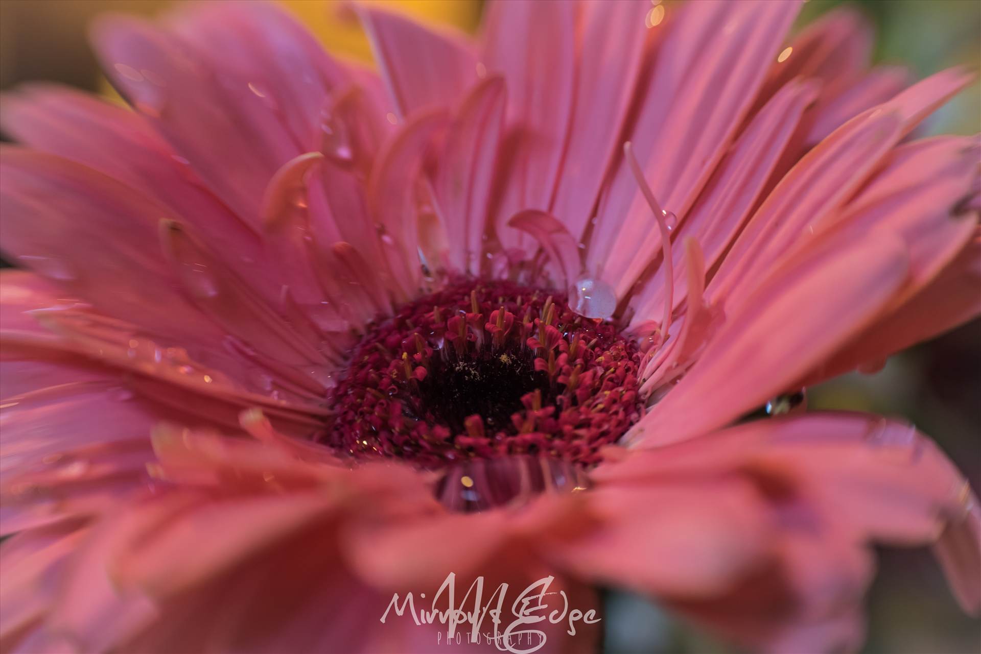 Pink Flower Water Drops.jpg - undefined by Sarah Williams