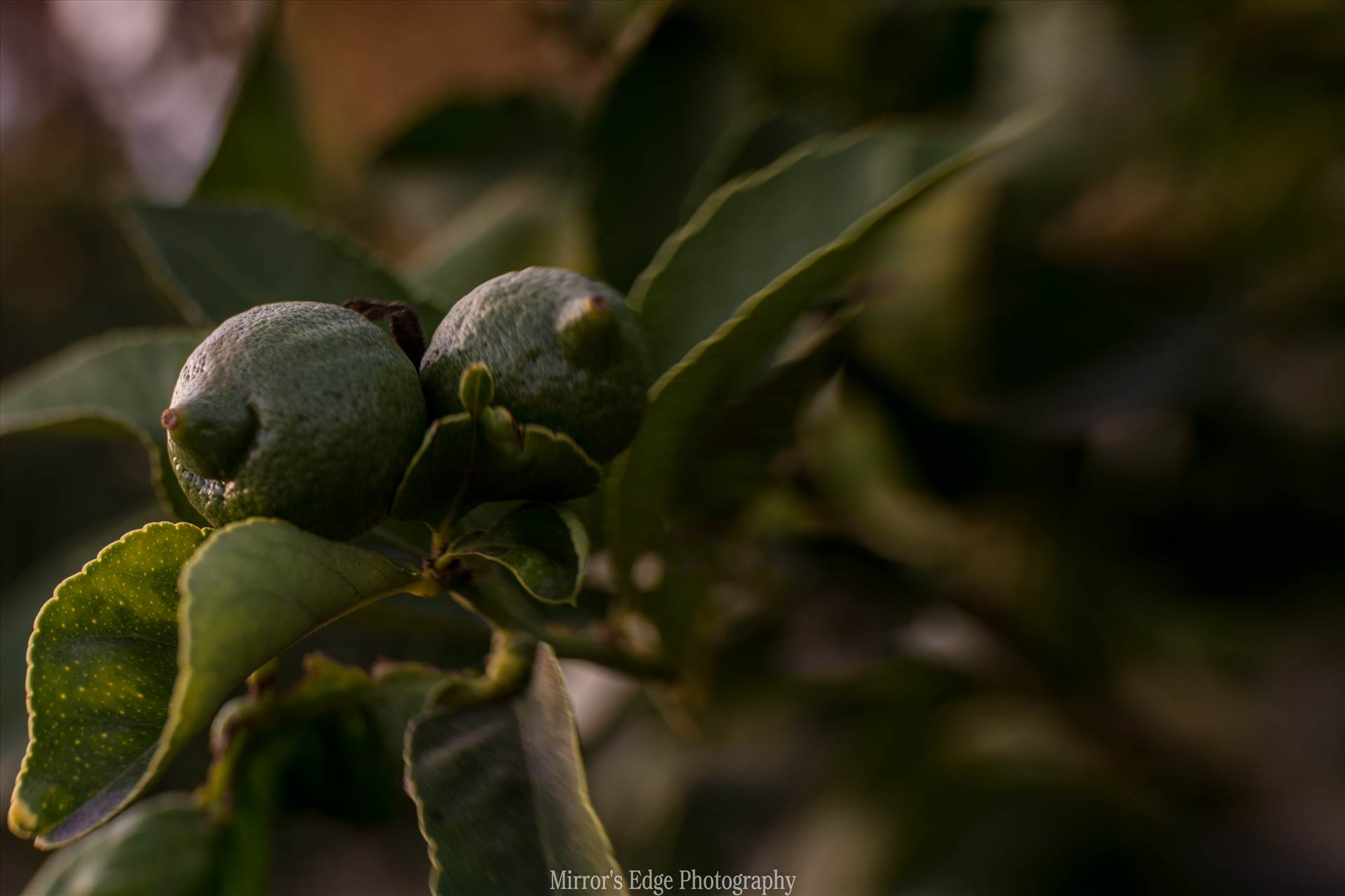 Baby Limes.jpg - undefined by Sarah Williams