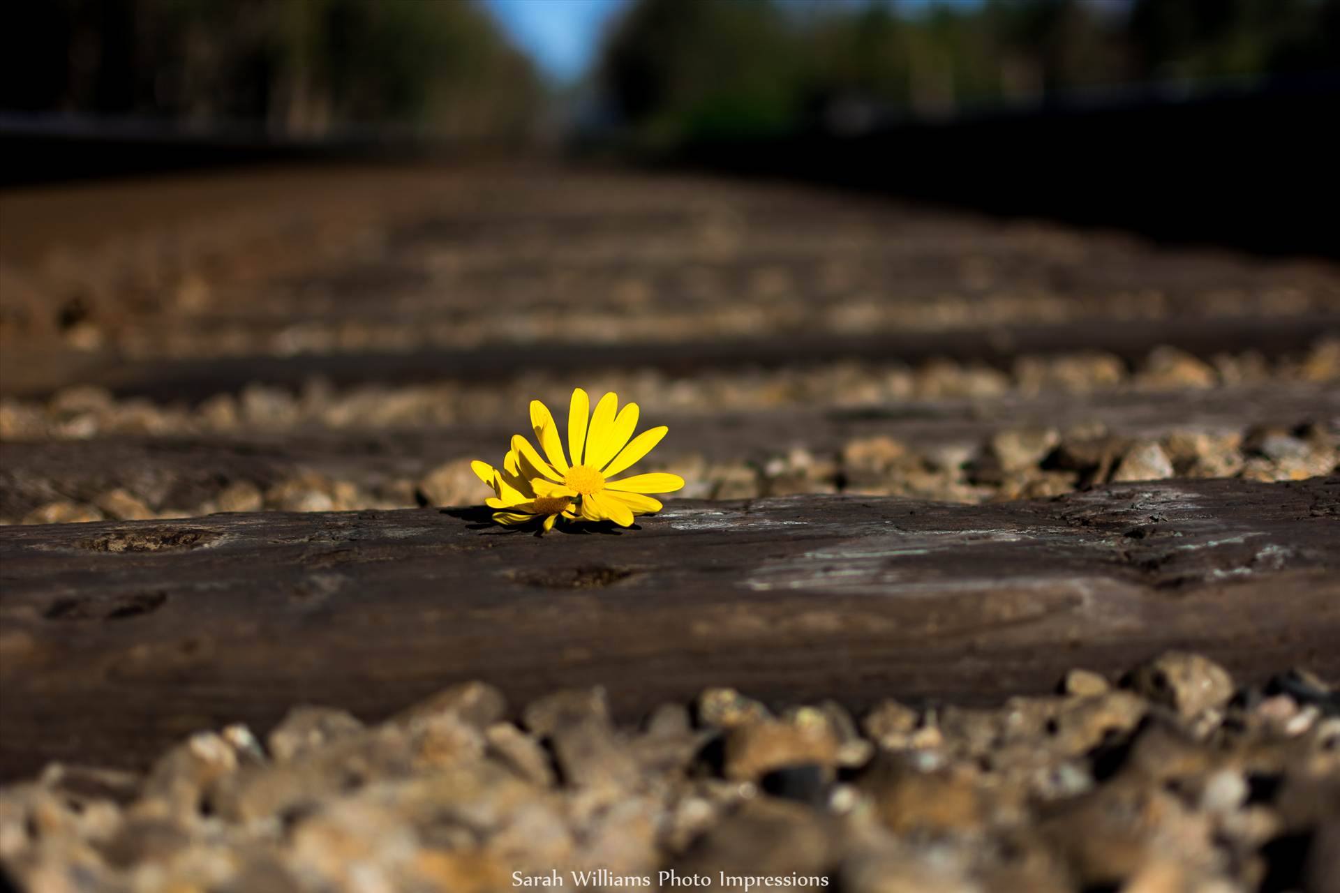 Daisy on the Tracks.jpg - undefined by Sarah Williams