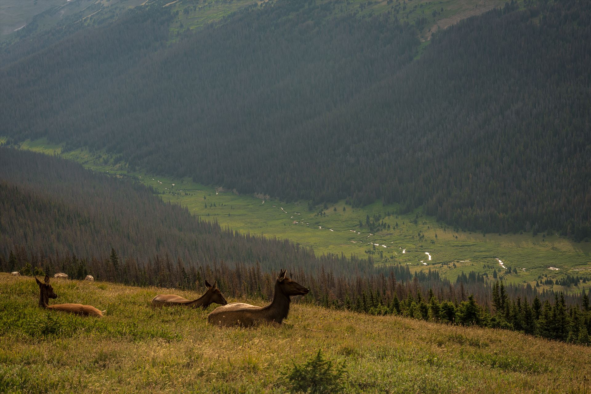 Elk at Top of Valley -  by Sarah Williams