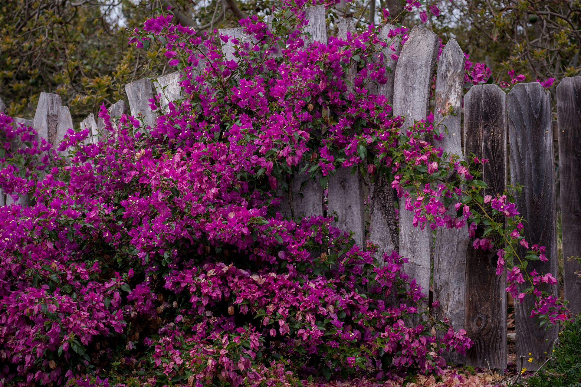 Burton Fence Purple Bathed 2 10252015.jpg - Wooden fence on California's Central Coast with a Tim Burton feel. by Sarah Williams