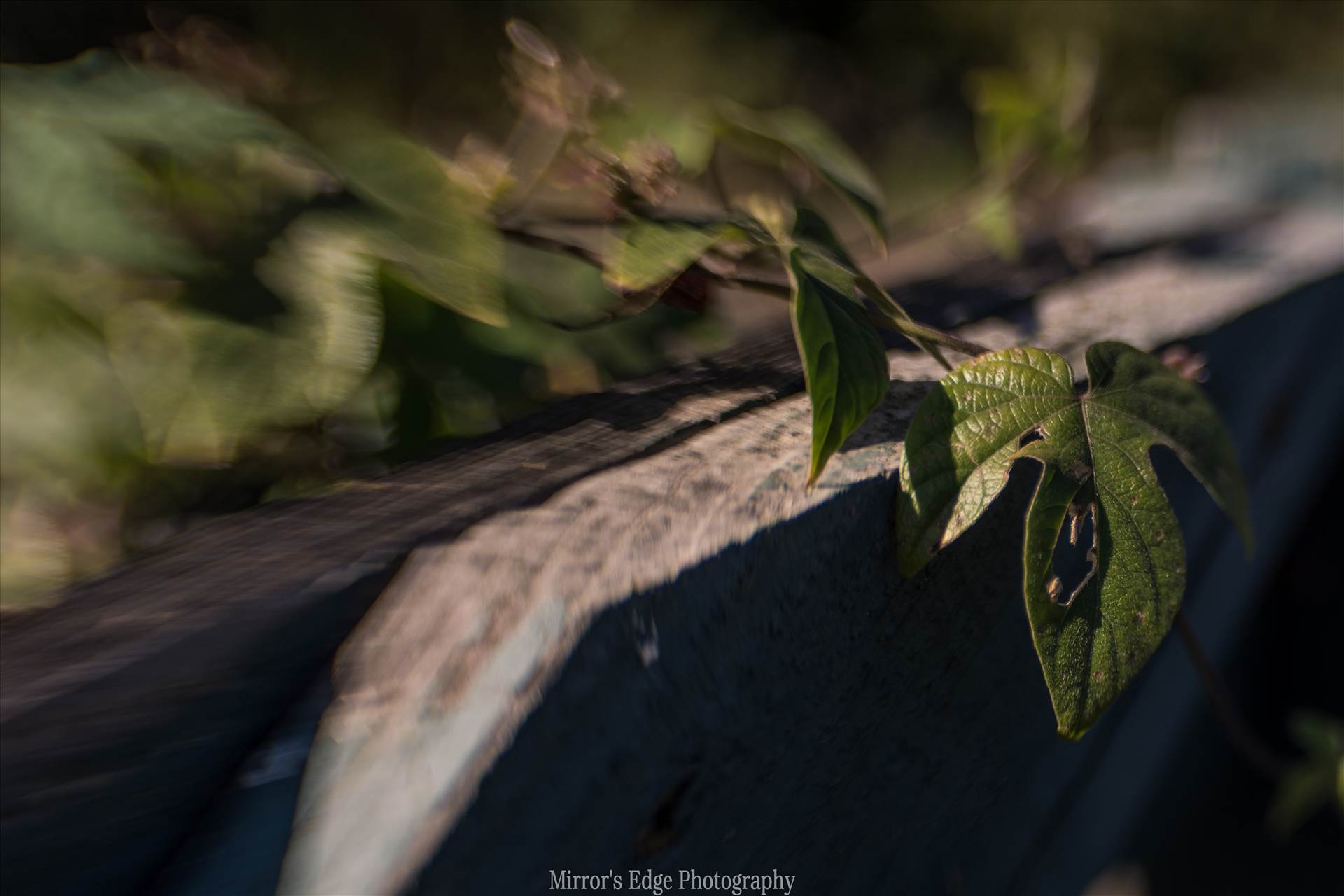 Holy Leaf and the Fence 11092015.jpg - undefined by Sarah Williams