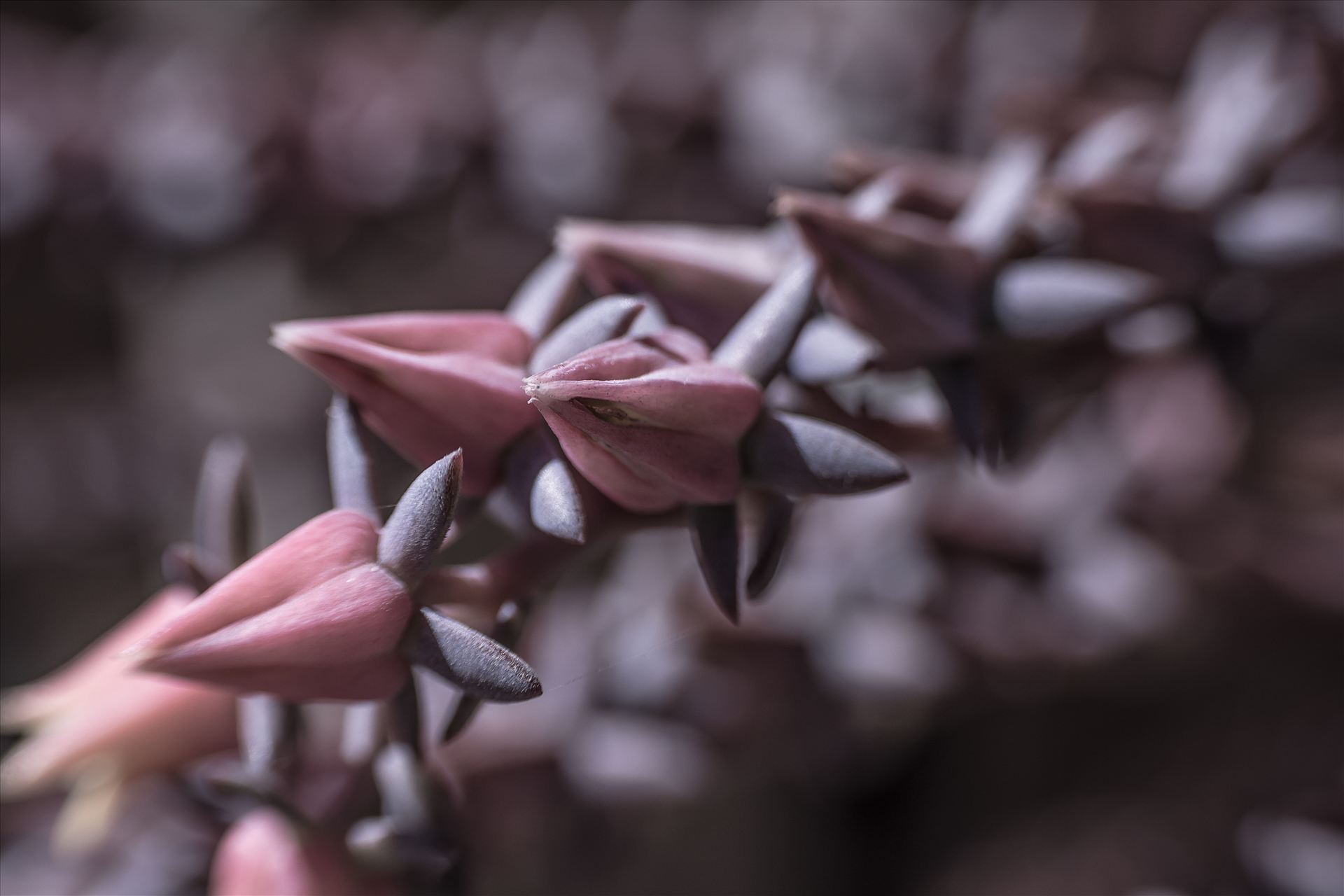 Nature's Necklace.jpg - Lensbaby macro of purple buds like jewels in the garden by Sarah Williams