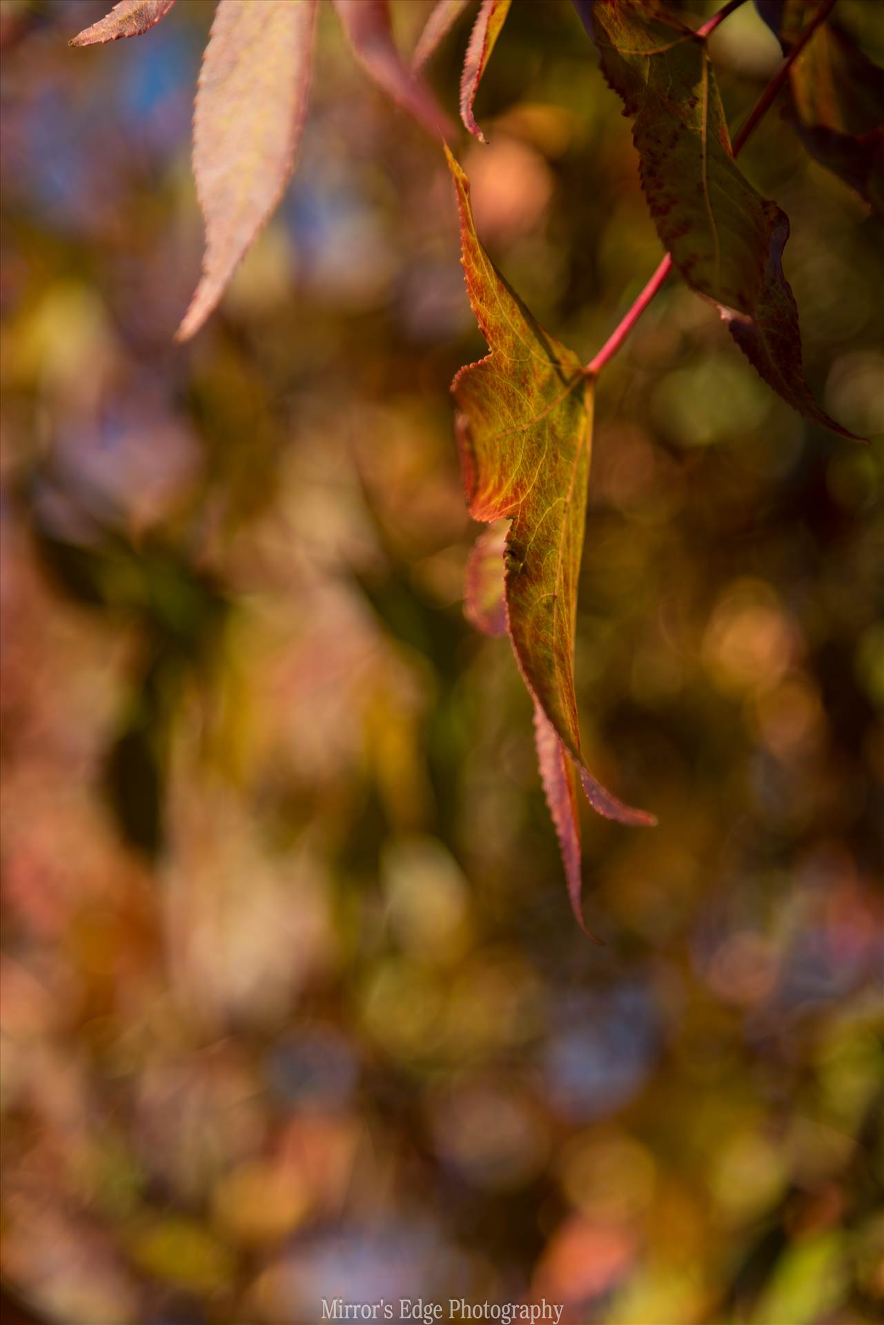 Leaf from the Side.jpg - undefined by Sarah Williams