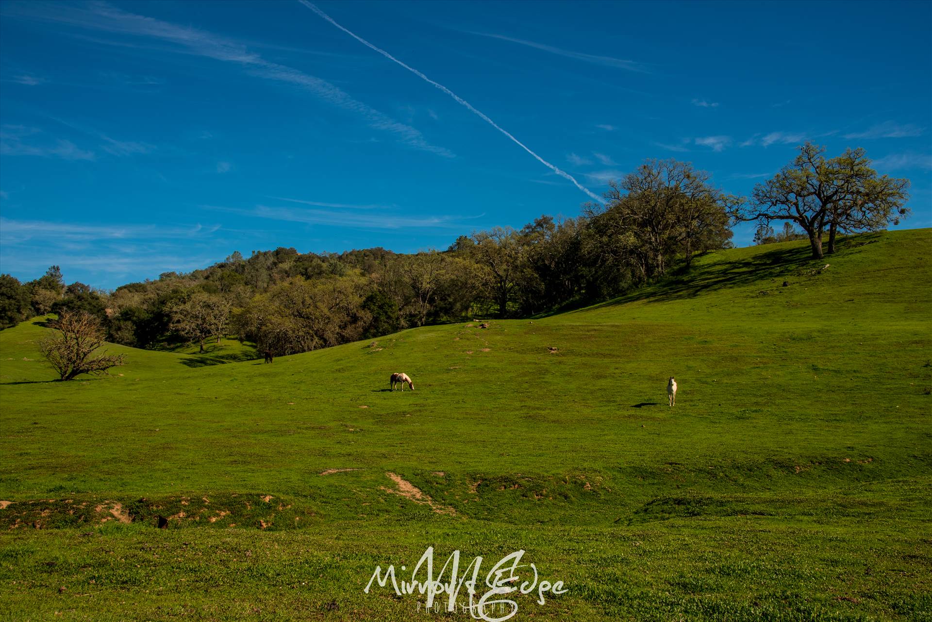 Horses in Santa Margarita 030116 (1 of 1).jpg - undefined by Sarah Williams