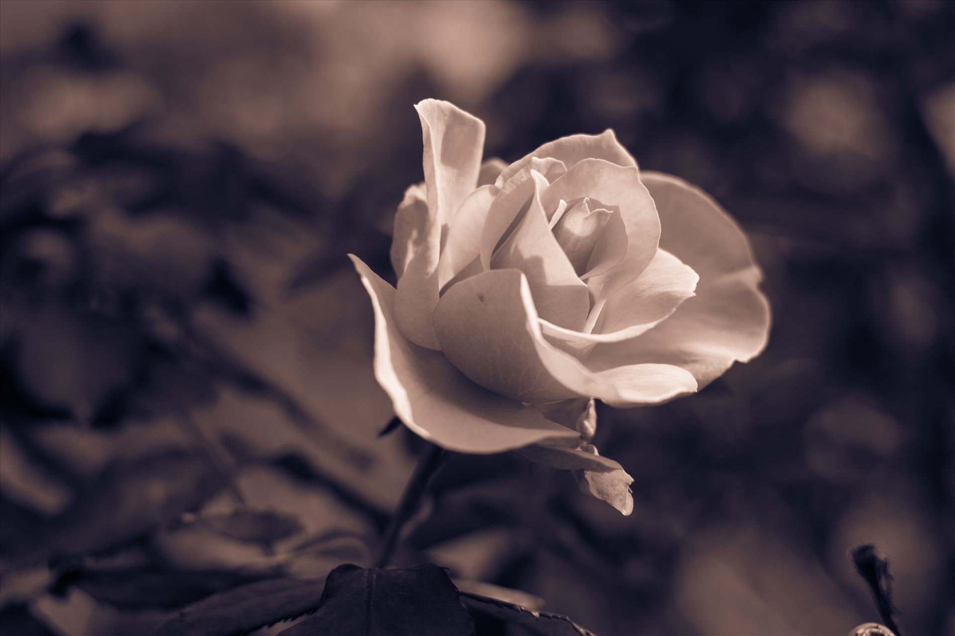By Any Other Name 10272015.jpg - Beautiful rose in monotone color on Central Coast of California by Sarah Williams