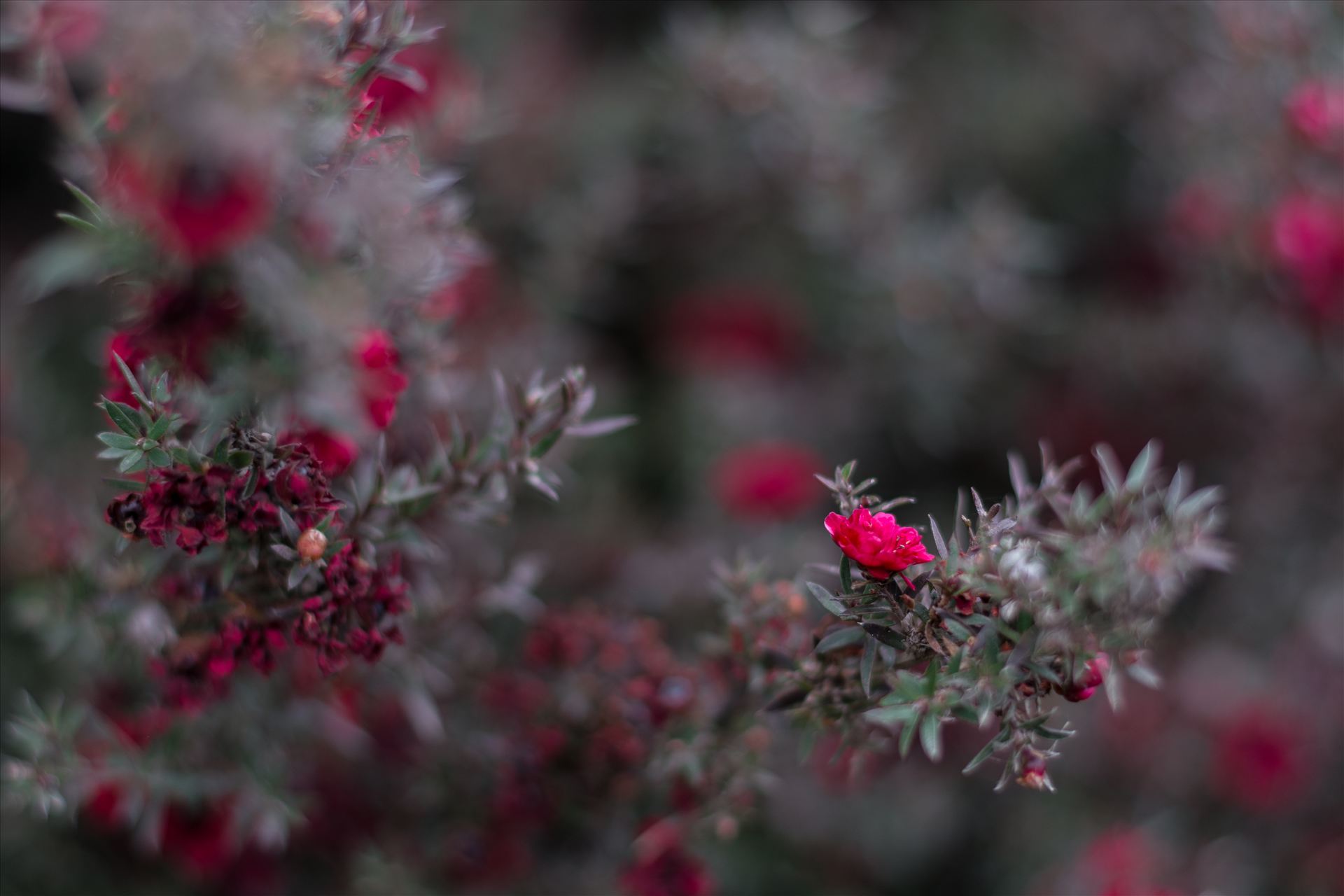 Red Blossoms Bokeh 10252015.jpg -  by Sarah Williams