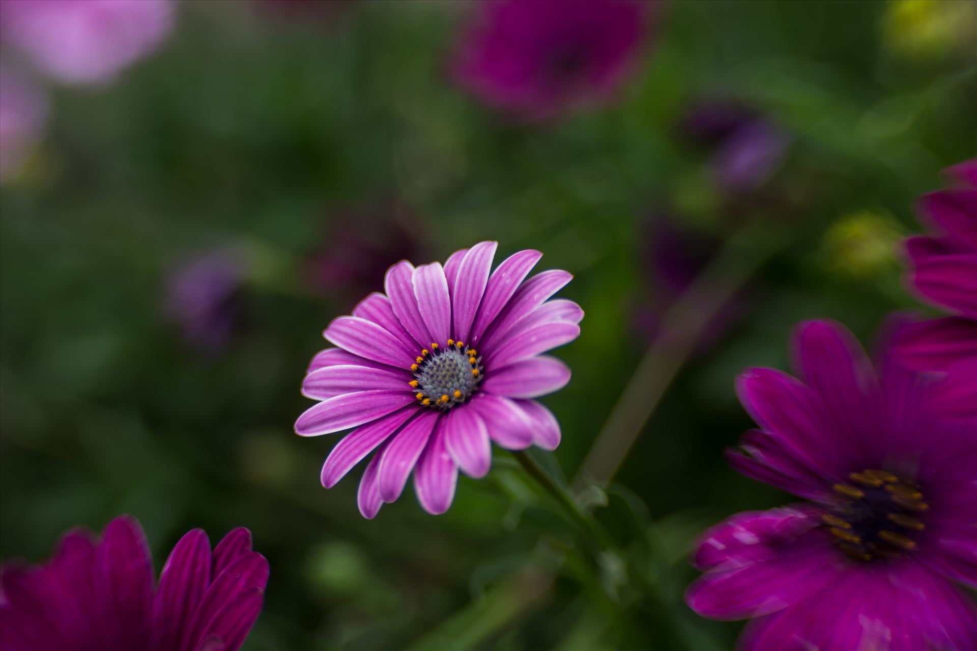 Daisy in Wonderland.jpg - Alice falls down the rabbit hole and hears flowers speaking by Sarah Williams