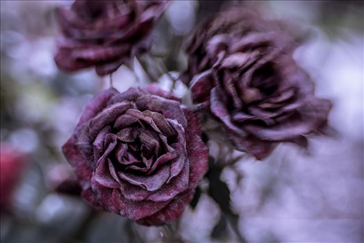 Dried roses frozen in time