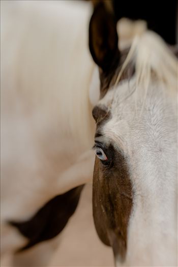 Blue eyed paint horse posing for the camera.  Focus on the eye and artistically softened in camera to highlight patterns.