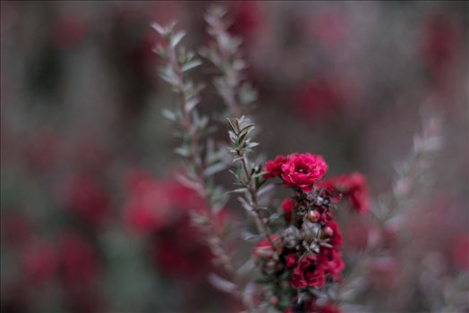 Preview of Red Blossoms Bokeh 3 10252015.jpg
