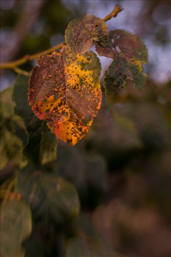 Preview of Painted Oak Leaf 092615.jpg