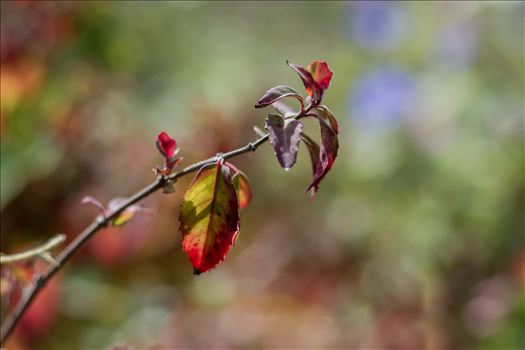 Preview of Leaves in the Sun 10272015.jpg