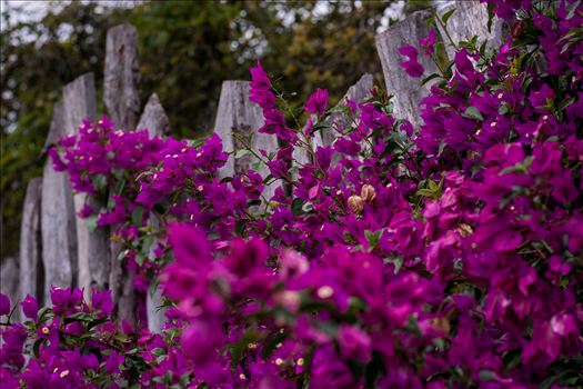 Preview of Burton Fence Purple Bathed 10252015.jpg