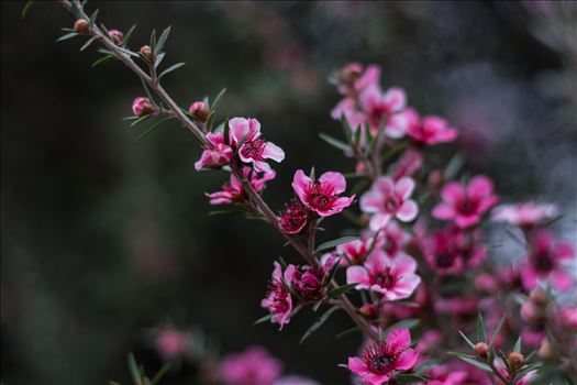 Pretty pink blossoms in the early morning light on the Central Coast of California.