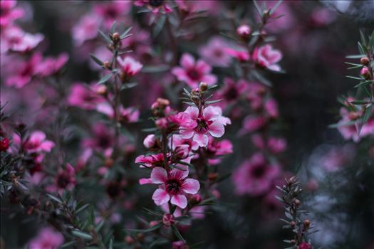 Preview of Pink Blossoms 10252015.jpg