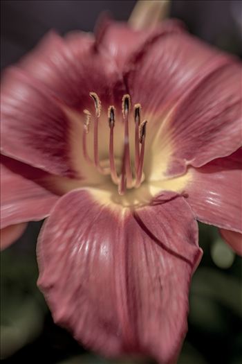 Lily facing the sun with split toned color