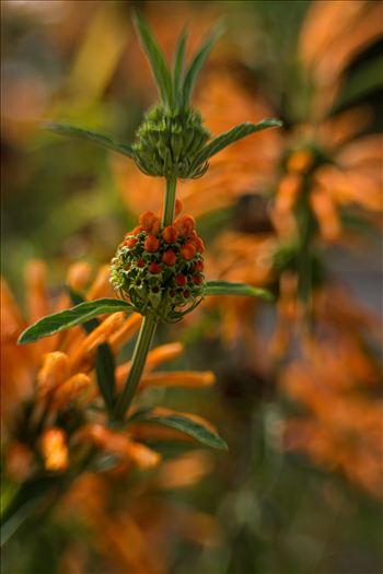 Orange flower in a sea of velvet bokeh