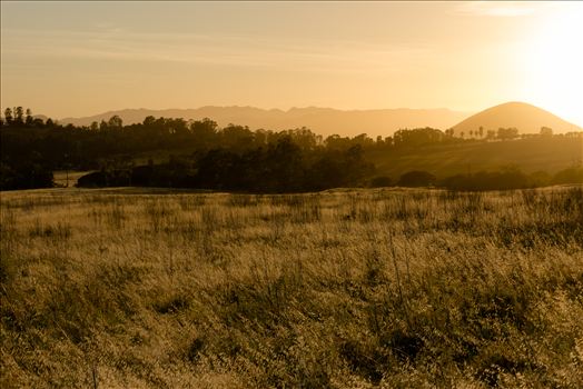 Golden wheat fields at sunset in Arroyo Grande, California