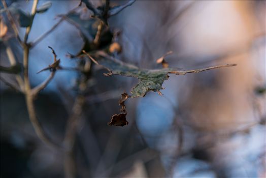 Oak leaves in winter on California's Central Coast