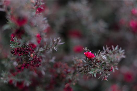 Preview of Red Blossoms Bokeh 10252015.jpg